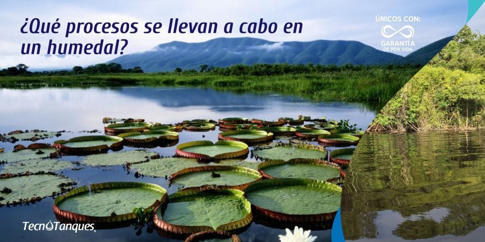 que-procesos-se-llevan-a-cabo-en-un-humedal